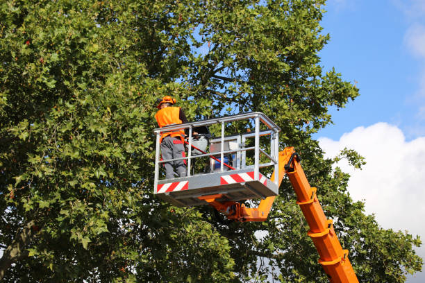 Best Storm Damage Tree Cleanup  in Gages Lake, IL